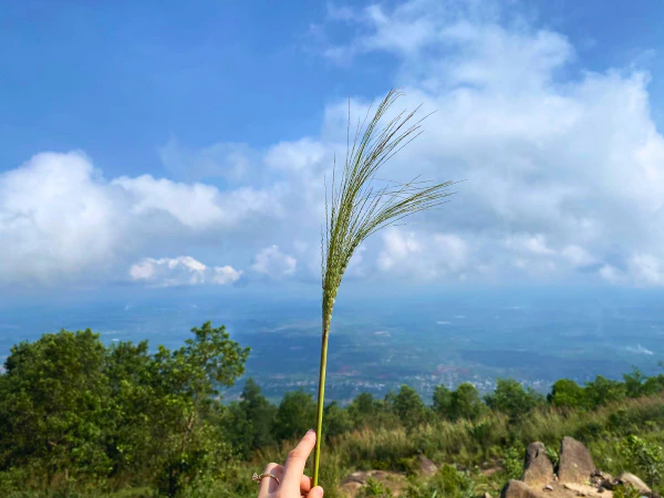 Ngọn cỏ dại ngày lang thang...