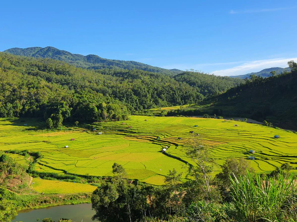 Ruộng bậc thang Măng Đen